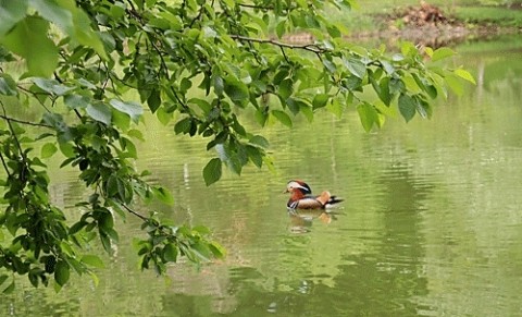 緑ヶ丘公園のオシドリ