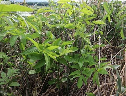 新得の山でウド採取