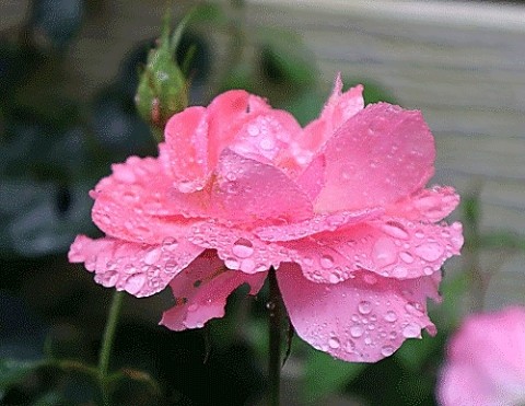 雨の日の庭の花