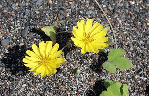 湧洞の浜辺で咲く花