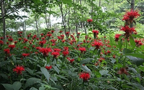 山の中で鮮やかなお花畑