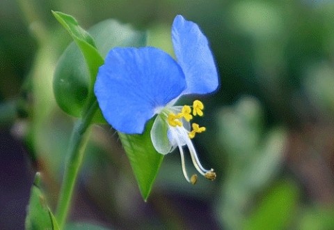 大好きな花はツユクサ