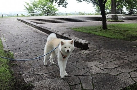 あちこちで撮影お散歩ワンちゃん