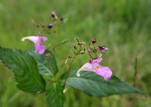 芽登の山で撮影の山野草