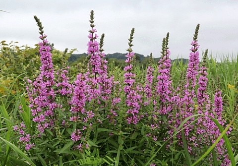 湧洞の浜辺などで咲く花