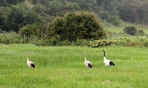 豊頃町の丹頂鶴