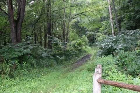 国見山にツリフネソウはなかった