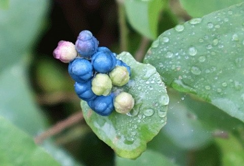 初めて見る野草2種