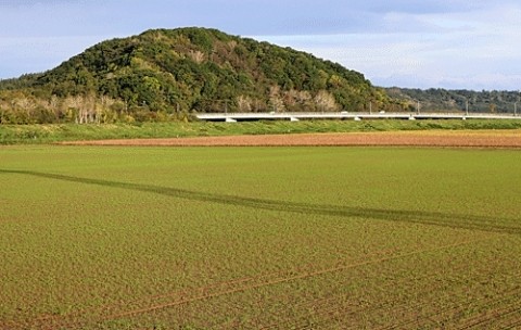 秋でも小麦は鮮やか