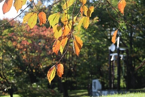 紅葉の緑ヶ丘でオシドリとエゾリス