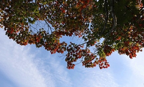 青空に映える紅 葉