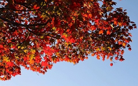 青空に映える紅葉