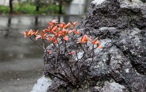 雨の日の紅葉