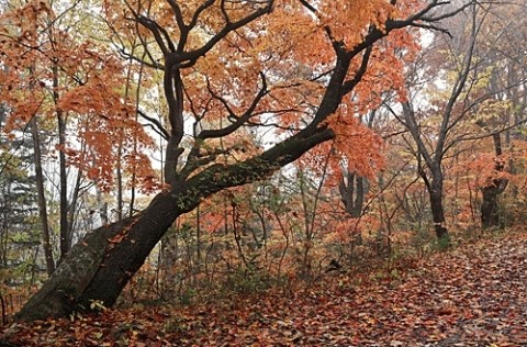 緑ヶ丘の紅葉