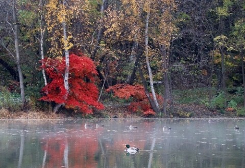 緑ヶ丘公園の池