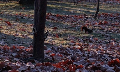 スズラン公園のアカゲラとエゾリス