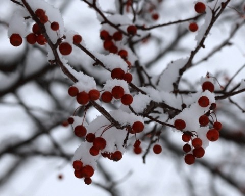 大好きな雪景色