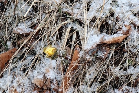 少し降った雪のち雨