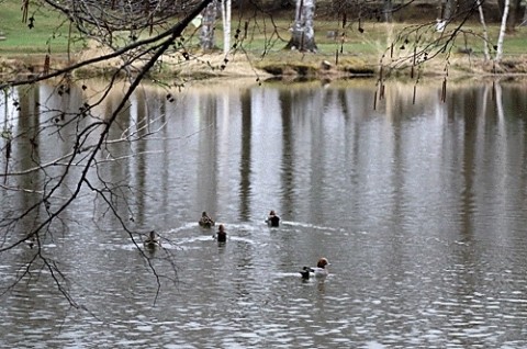 緑ヶ丘公園のカモ