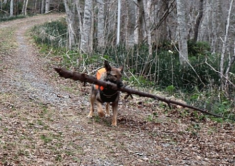 山で遊ぶ愛犬エル