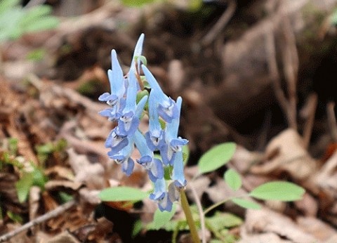 山で咲く花とコゴミ