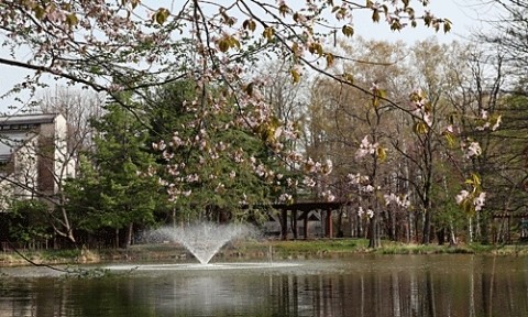 緑ヶ丘は桜が満開