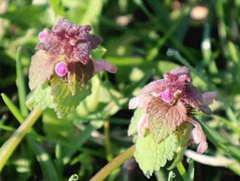 ネタ切れで近くの野草