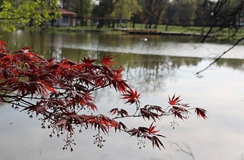 緑ヶ丘公園の新緑