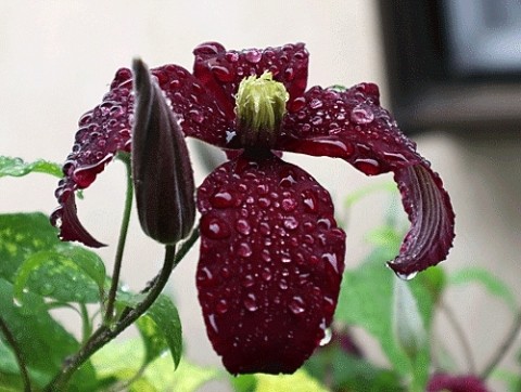 雨の朝の庭の花