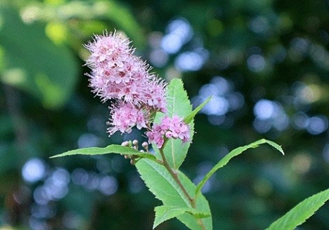 十勝川付近の林で咲いていた花