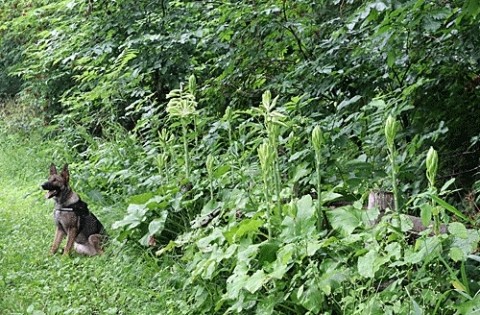 ウバユリが 咲き始めました
