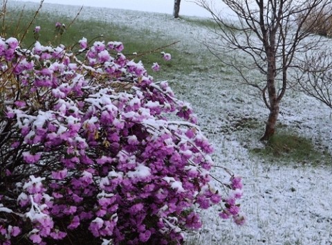 4月末の雪はべた雪