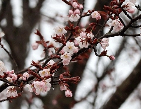 ようやく咲き始めた桜