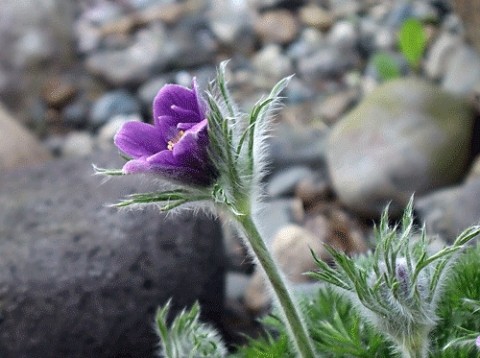 咲き始めた山野草