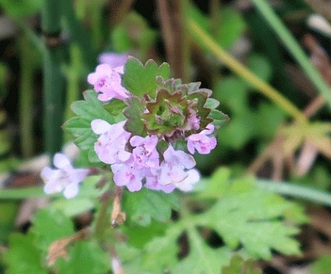 近くで写した野草