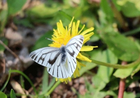 北海道のチョウ