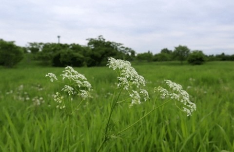 河川敷に咲く花