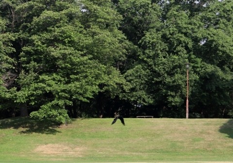 カラスが怖かった公園