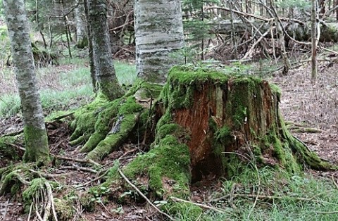 苔むす木の株
