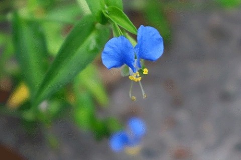 楽しめた花火と野球