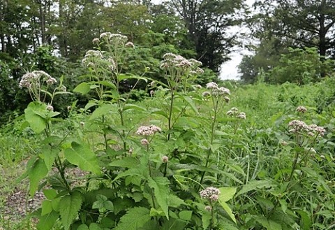 久しぶりの山野草