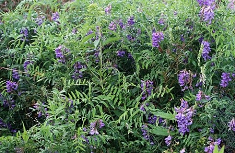 紫の野草