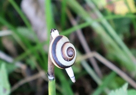 珍しいカタツムリ