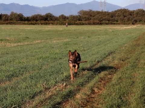 愛犬と朝の散歩