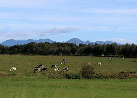 牛も夏バテから解放