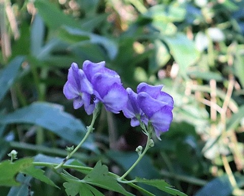 久しぶりの山野草