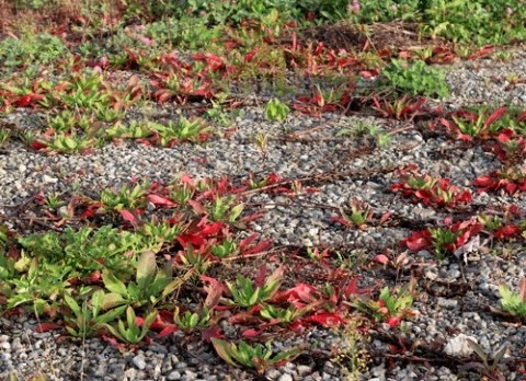 早い紅葉は月見草