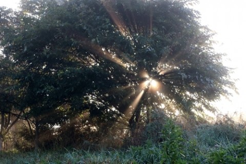 河川敷で朝霧光芒