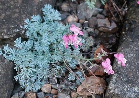まだ咲いていたコマクサ