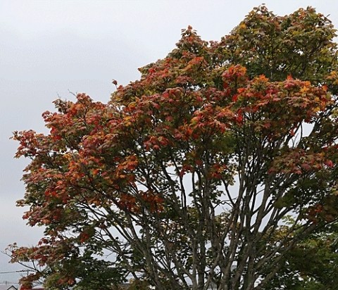 モミジの紅葉